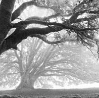 shadow-and-light-magazine-edgar-angelone-beyond-darkness-and-light-oak-trees