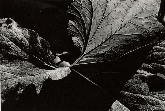 Rhubarb Leaves