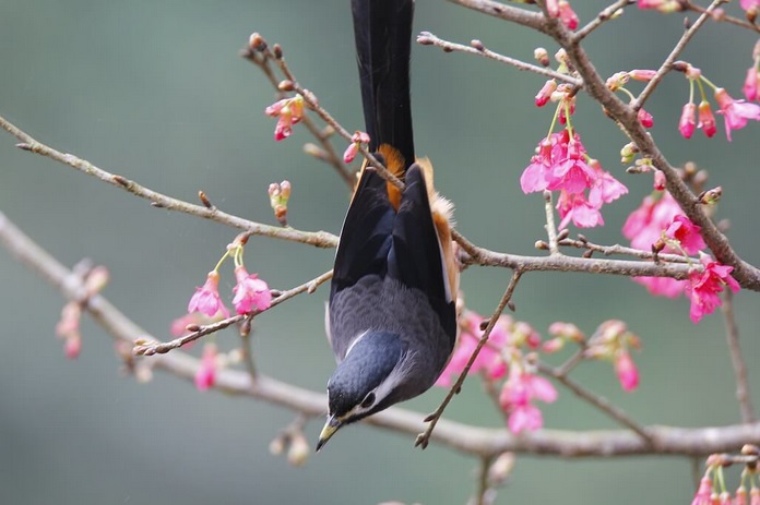 the-journal-33-the-photo-argus-35-wonderful-pictures-of-spring-birds-and-flowers