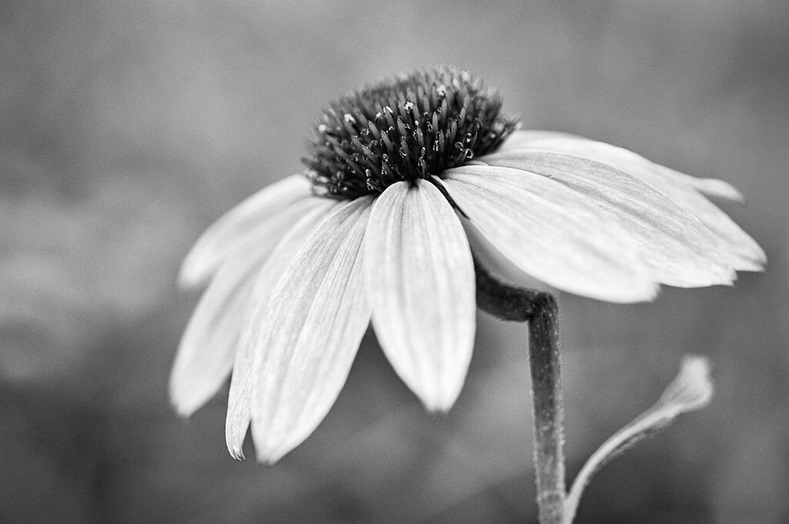 the-journal-photo-argus-55-beautiful-flower-images