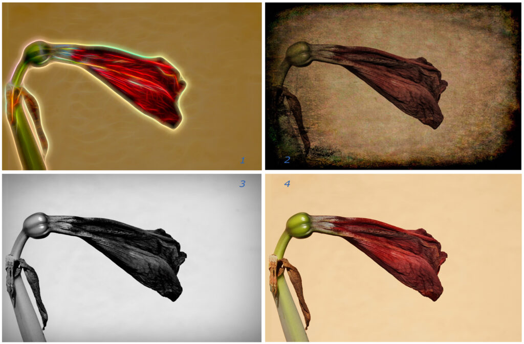 Four views of a flower