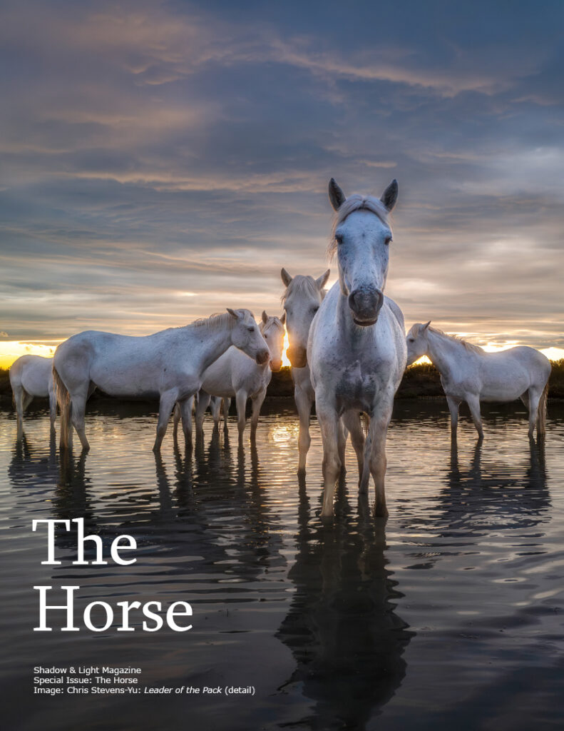 The Horse, Chris Stevens-Yu, cover image