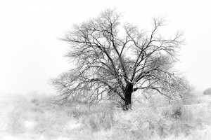 Old Tree in Fog