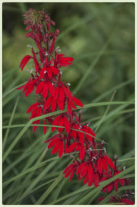 Scarlet Meadow Flower • ©Barbara Leven