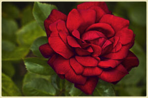 Red, Red Rose • © Barbara Leven