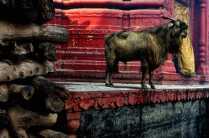 Untitled • ©Debasish Ghosh