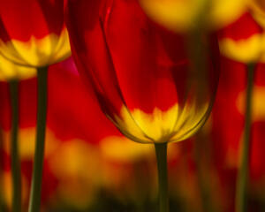 Tulips • ©Philip Hauser