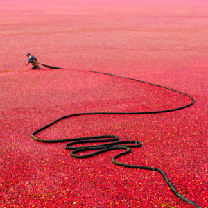 Cranberry Harvest 106 • Bobbi Lane