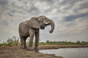 Elephant at Pond