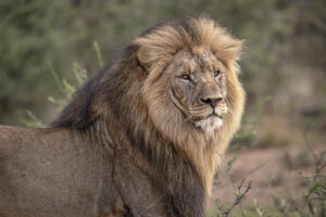 Male Lion