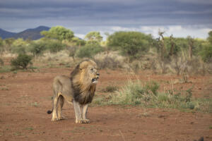 Male Lion