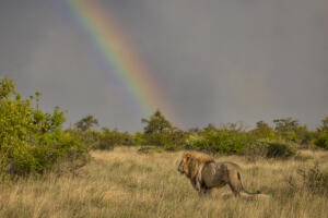 Lion and Rainbow