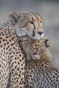 Cheetah and Cub