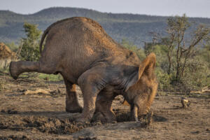 Playful Elephant