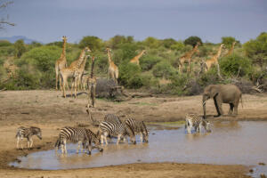 A Gathering at Pond