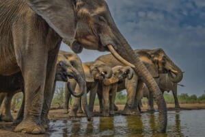 Elephant Group