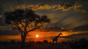 Giraffe at Sunset