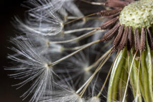 Dandelion Two 5 • ©Greg Smith