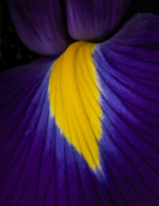 Iris 10 • ©Greg Smith