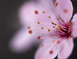 Plum 1 • ©Greg Smith