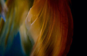 Goldfish 3 • ©Tracey Jones