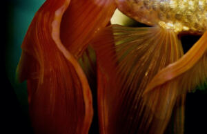 Goldfish 1 • ©Tracey Jones