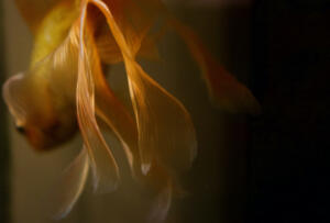 Goldfish 4 • ©Tracey Jones