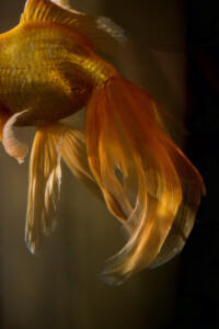 Goldfish 5 • ©Tracey Jones